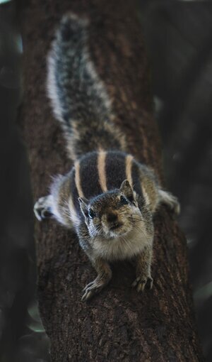 squirrel2